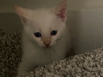 Toyger – Adorable Toyger Kitten for Sale – 2 Months Old in Austell – Austell