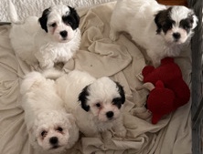 Shichon - shichon pups  available for adoption in Attleboro