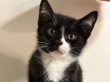 American Shorthair – Domestic male kitten – Stamford