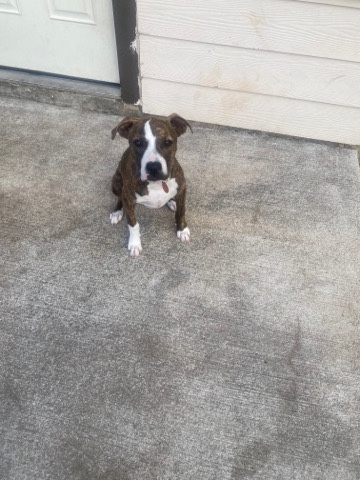 American Pit Bull Terrier – pit bull