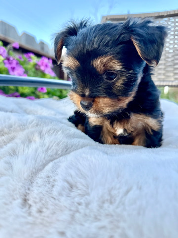 Yorkshire Terrier – male yorkie