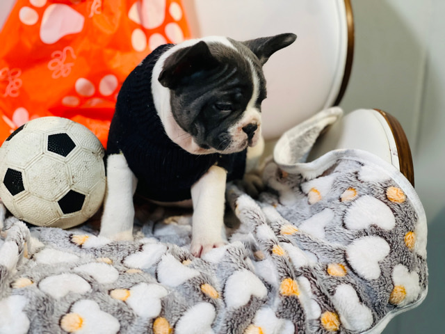 French Bulldog – Frenchie me please