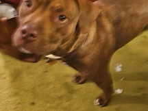 Full bred Red-nosed Pit – Coatesville