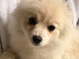Pomeranian – Purebred Pomeranian – Westfield