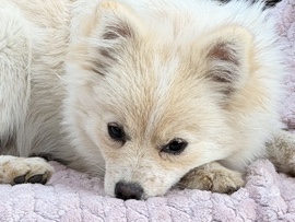 Pomeranian – Purebred Pomeranian – Westfield
