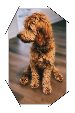 Golden Retriever – Mini goldendoodle