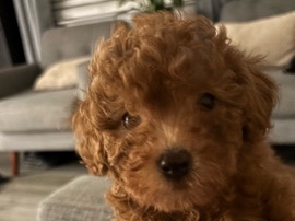 Poodle – Toy Poodle – Sacramento