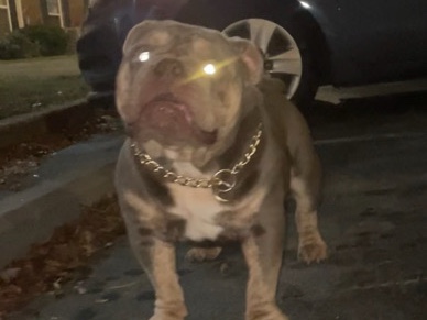 American Pit Bull Terrier – bully – East Point