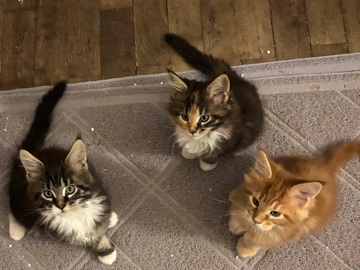 Maine Coon – Vente chatons MaineCoon – Angerville
