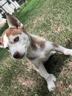 Labrador Husky – 5 huskies puppys
