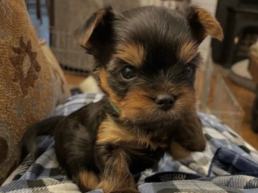 Yorkshire Terrier – teacup male and female Yorkie puppies – Milwaukee