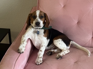 Beagle – New home for sweet Snoopy – Murfreesboro