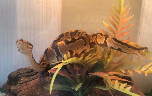 Young male ball Python squeamish