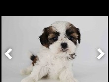 Shih Tzu – healthy shih tzu