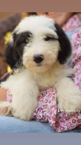 labradoodle baby ready for a forever.