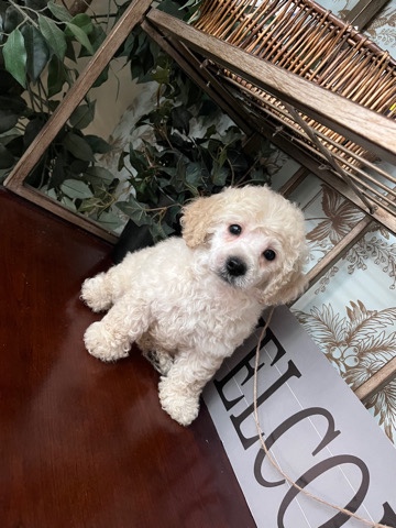 Poodle – miniature cockapoo puppies