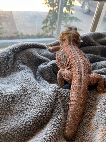 Bearded Dragon