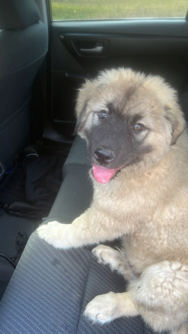 Caucasian Shepherd Dog – Caucasian Shepard