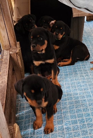 AKC Rottweiler pups