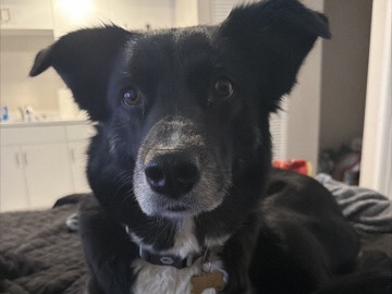Labrador Retriever – rehoming Maggie – Sparks