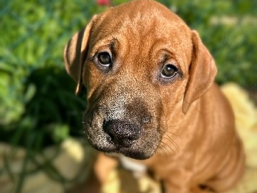 American Pit Bull Terrier – Axel- Sweet American Pit Bull Terrier & American Bully Puppy – 14 Weeks Old – Baltimore