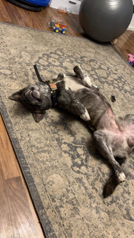 American Pit Bull Terrier – meet Thor ❤️