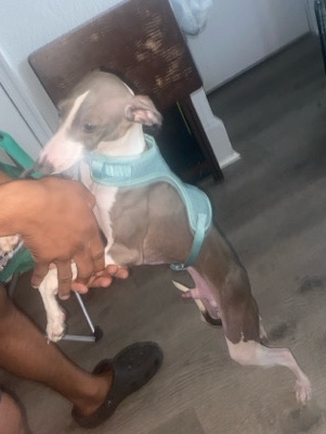 purebred Italian greyhound 