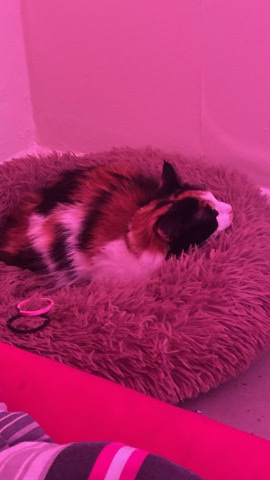 British Longhair – 11 month old calico
