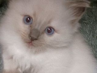 Purebreed Bluepoint Ragdoll Kittens For Sale 