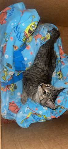 kitten