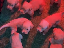 Golden Retriever – كلاب جولدن