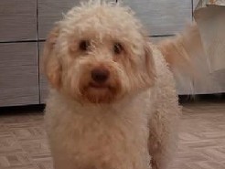 Image of Tibetan Mastiff