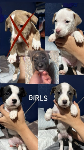 American pitbul puppies