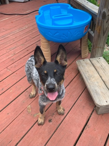 Australian Cattle Dog – Meet Mery