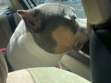 American Bulldog – American bullie – Waterbury