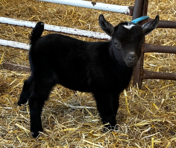 Any – Pygmy Goat (wether)