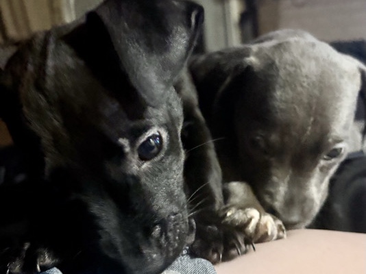 Bull Terrier (Miniature) – 6 week old mini pitbull puppies – Medicine Park