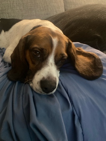 Beagle – beagle