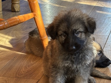 German Shepherd – German shepherd puppies – Winchester