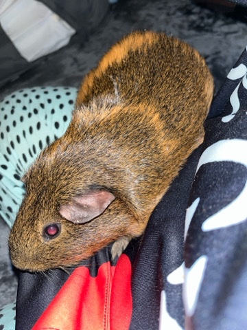 Any – Male Guinea Pig For sell