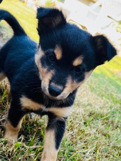 Chihuahua – Chihuahua