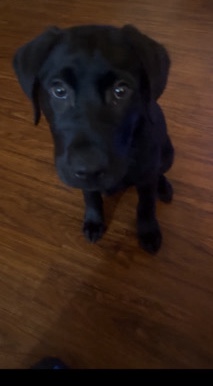 Labrador Retriever – Labrador puppy