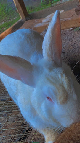 New Zealand – Cute white bunny for sale!