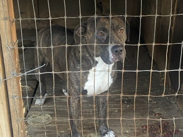 American Pit Bull Terrier – Home for male dog – Mulberry