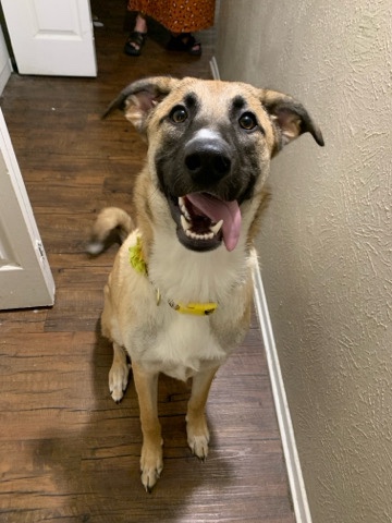 Belgian Shepherd Dog (Malinois) – Naydia