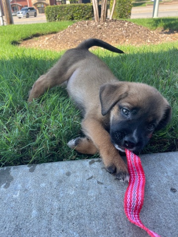 St. Bernard – St.Bernard / Black Lab 8 week puppies