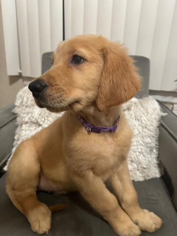 Golden Retriever – Golden Retriever