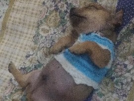 Pug – Pinscher