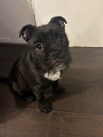 Pug – Male Pup For Sale