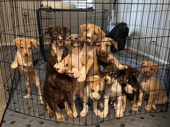 Mixed Breed – Free Puppies – Batavia